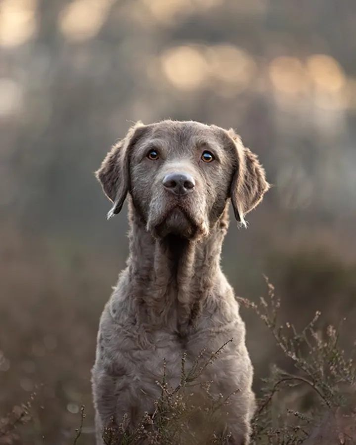 Sven, de grijsbruine hond van De Rijkoning, zit in de heide en kijkt in de camera